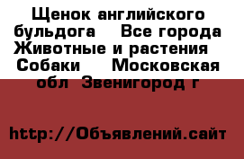 Щенок английского бульдога  - Все города Животные и растения » Собаки   . Московская обл.,Звенигород г.